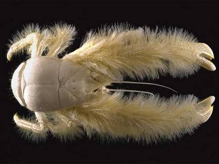 Двадцатка самых необычных животных Crab_eti