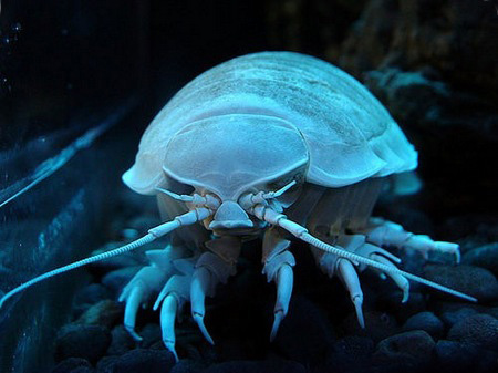 Двадцатка самых необычных животных Isopod