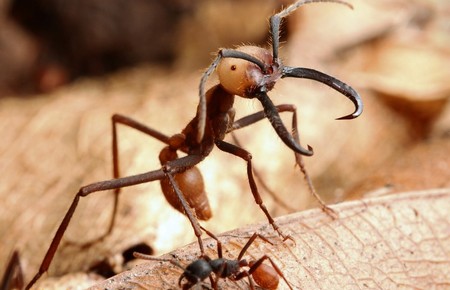Армейский муравей