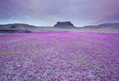 Цветущая пустыня (граница США и Мексики)