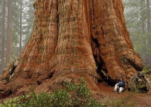 Секвойа - самое большое дерево