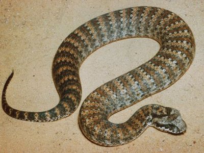 Гадюкообразная змея - самые ядовитые змеи