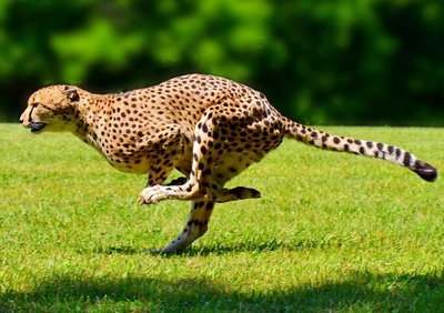 Самое быстрое животное - гепард
