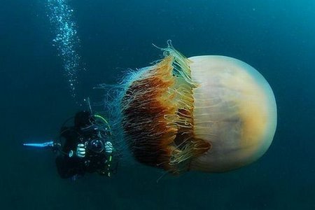 Огромная ядовитая медуза
