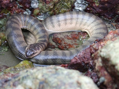 Крючконосая морская змея