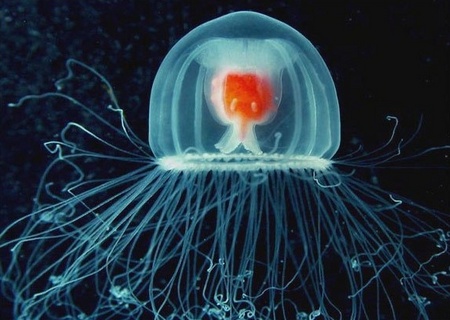 Медуза Turritopsis nutricula - самое долгоживущее животное
