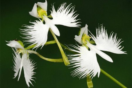 Орхидея белой цапли
