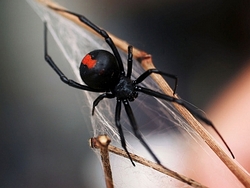 красноспинный паук
