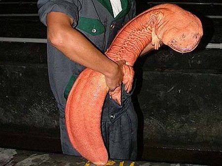 Китайская гигантская саламандра
