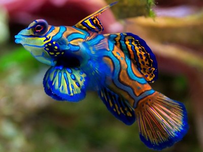 Самые красивые рыбы