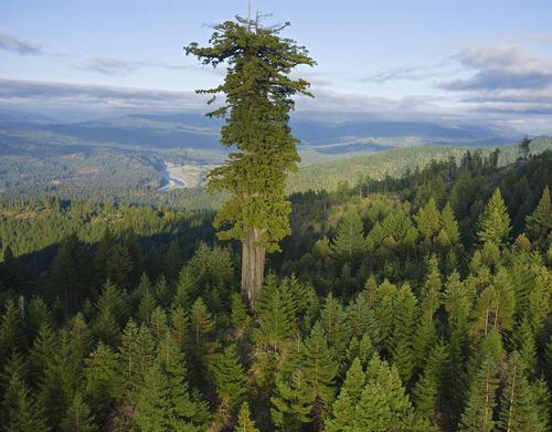 Самое большое дерево мира