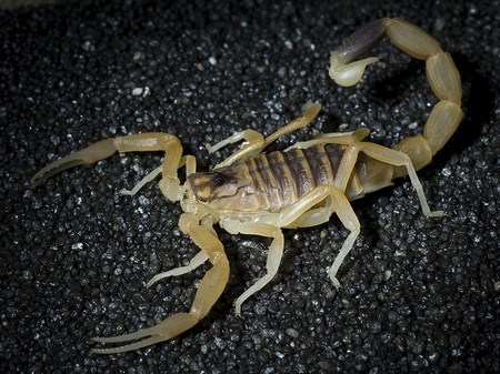 Скорпион лейурус - ядовитое животное
